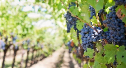 purple grapes vineyard napa valley napa vineyard 39351