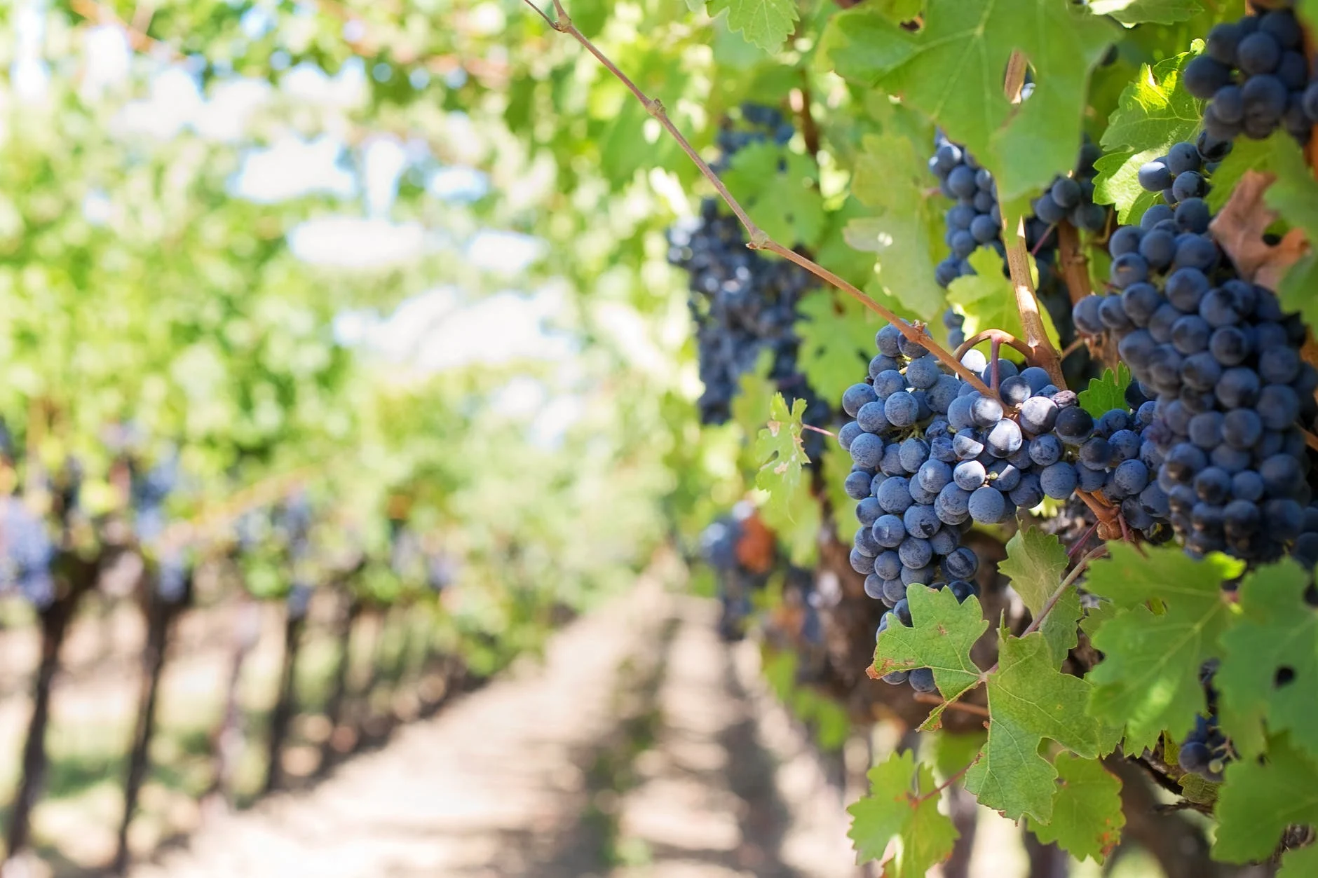 purple grapes vineyard napa valley napa vineyard 39351