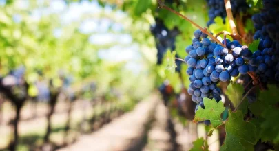 purple grapes vineyard napa valley napa vineyard 39511