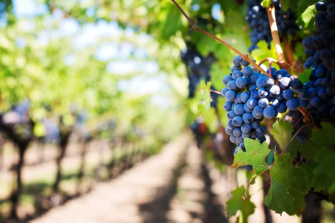 purple grapes vineyard napa valley napa vineyard 39511